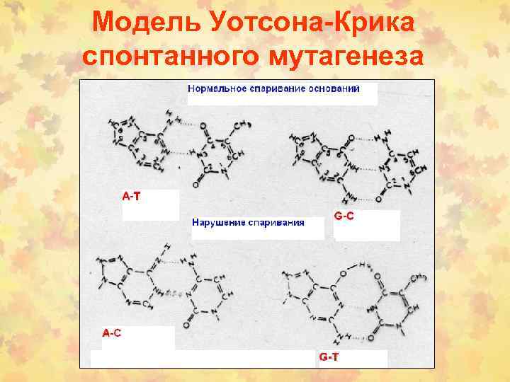 Модель Уотсона-Крика спонтанного мутагенеза 