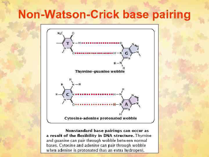 Non-Watson-Crick base pairing 