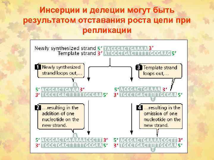 Инсерции и делеции могут быть результатом отставания роста цепи при репликации 