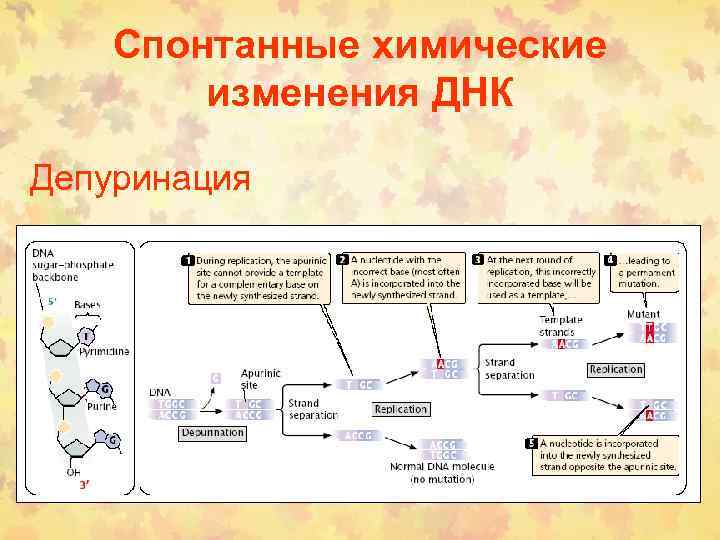 Спонтанные химические изменения ДНК Депуринация 
