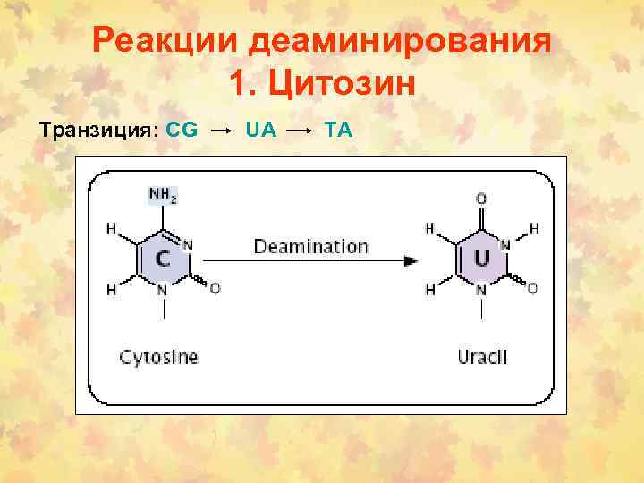 Реакции деаминирования 1. Цитозин Транзиция: CG UA TA 