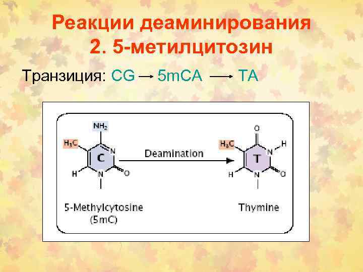 Реакции деаминирования 2. 5 -метилцитозин Транзиция: CG 5 m. CA TA 