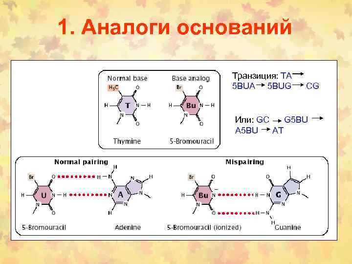 1. Аналоги оснований Транзиция: TA 5 BUG CG Или: GC G 5 BU AT