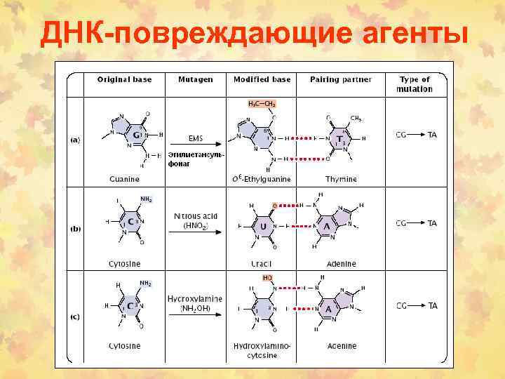 ДНК-повреждающие агенты 
