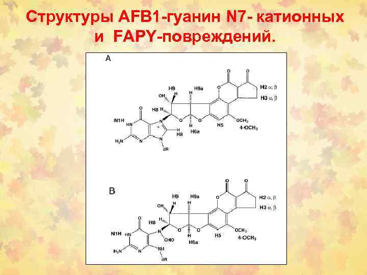 Структуры AFB 1 -гуанин N 7 - катионных и FAPY-повреждений. 