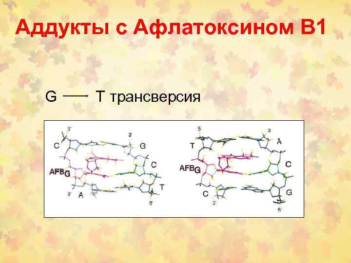 Аддукты с Афлатоксином В 1 G T трансверсия 