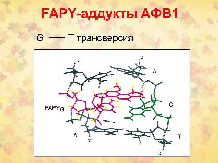 FAPY-аддукты АФВ 1 G T трансверсия 
