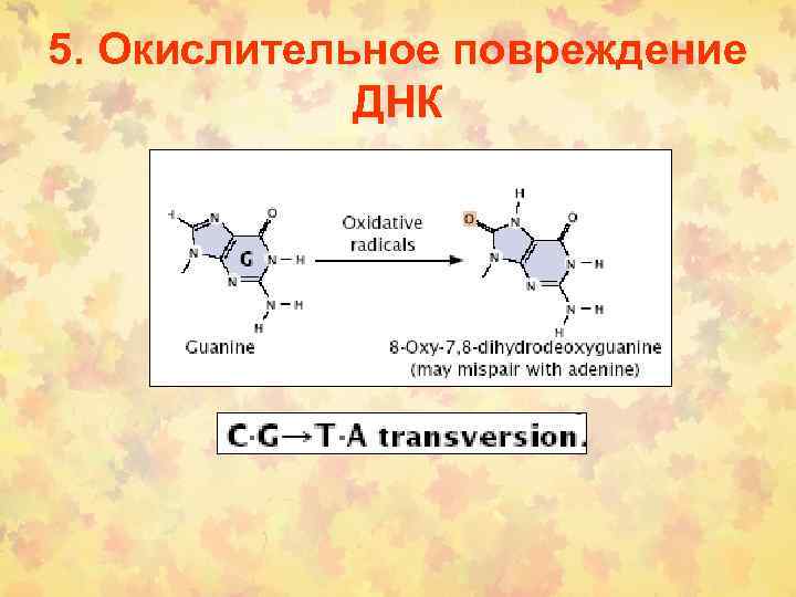 5. Окислительное повреждение ДНК 