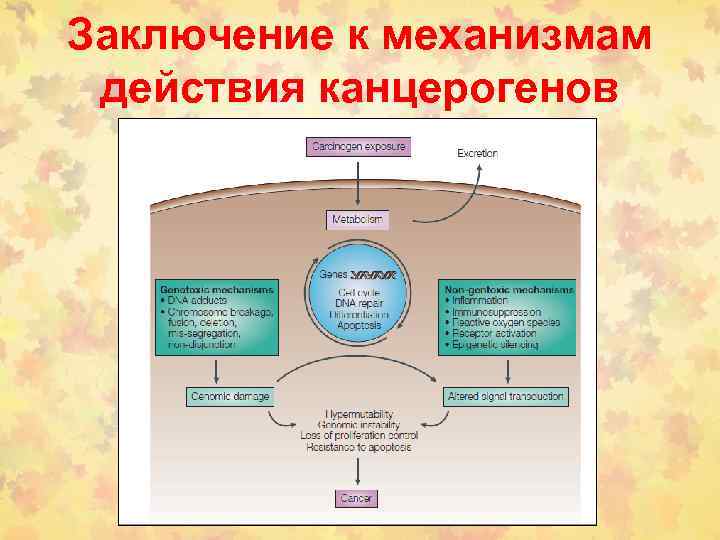 Заключение к механизмам действия канцерогенов 