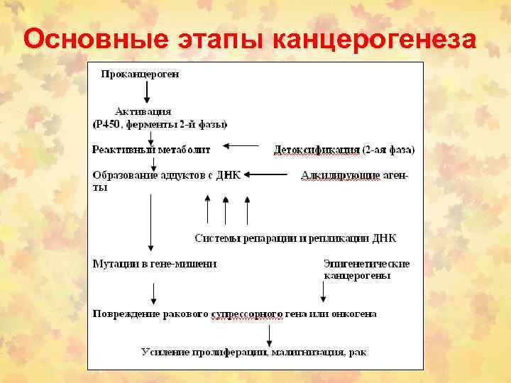 Основные этапы канцерогенеза 