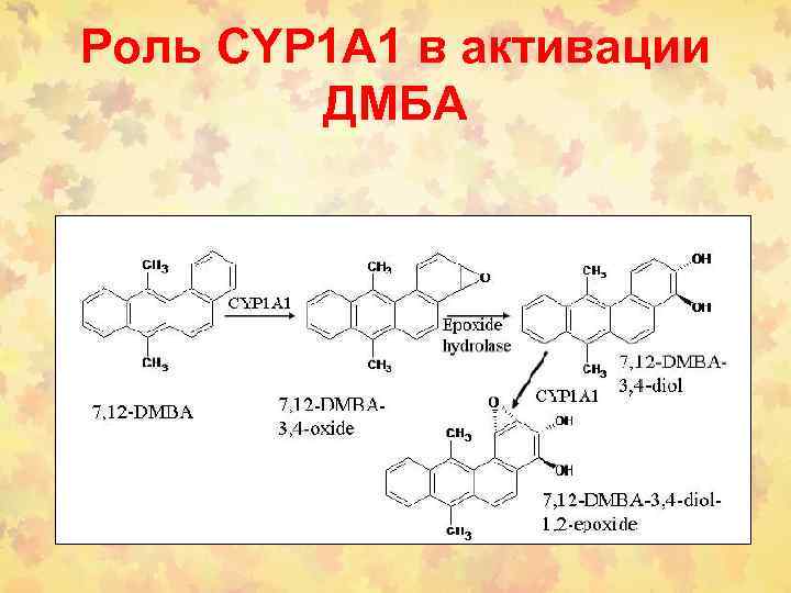Роль CYP 1 A 1 в активации ДМБА 