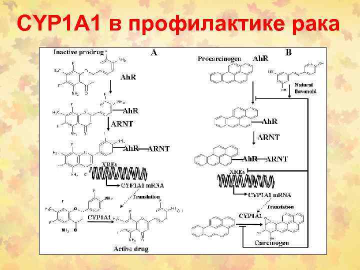 CYP 1 A 1 в профилактике рака 