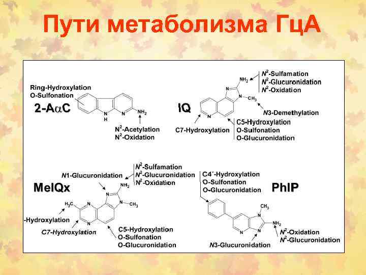 Пути метаболизма Гц. А 