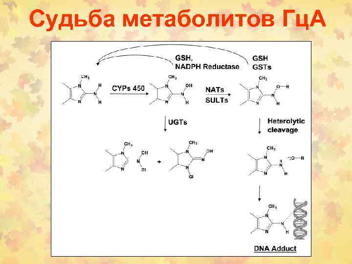 Судьба метаболитов Гц. А 