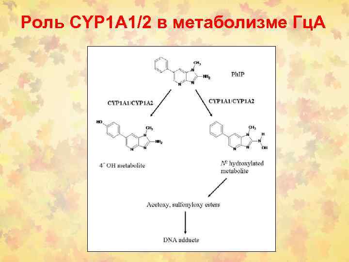 Роль CYP 1 A 1/2 в метаболизме Гц. А 