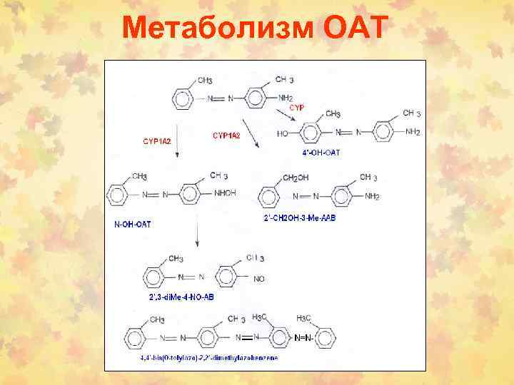 Метаболизм ОАТ 