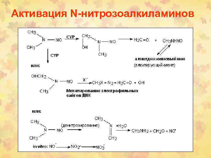 Активация N-нитрозоалкиламинов 