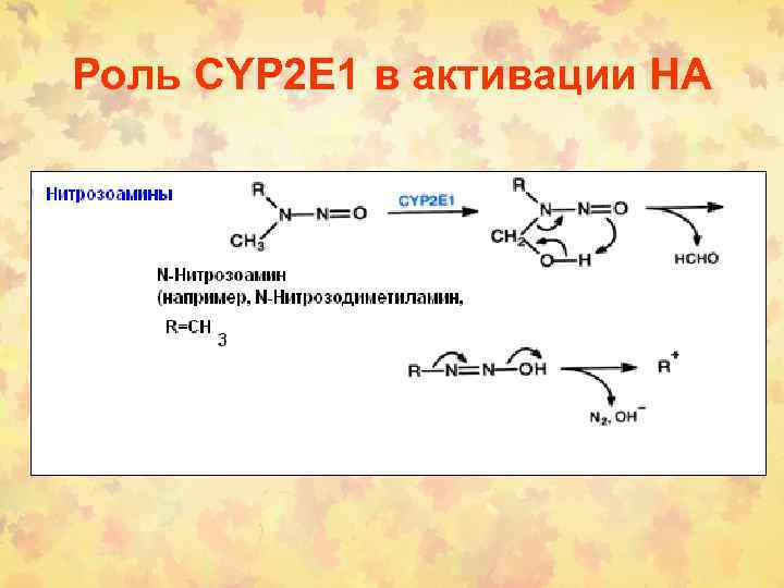 Роль CYP 2 E 1 в активации НА 