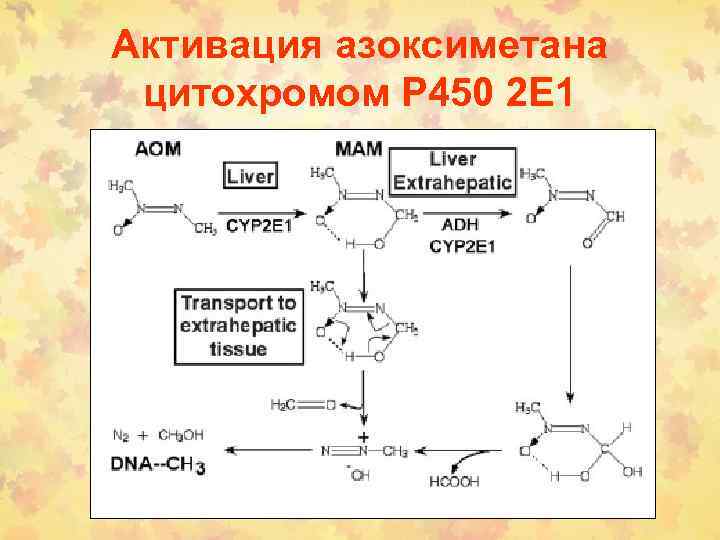 Активация азоксиметана цитохромом Р 450 2 Е 1 