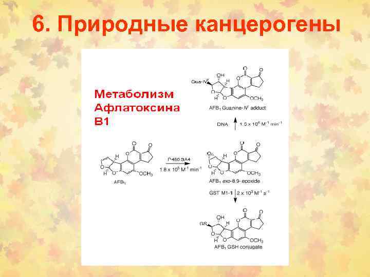 6. Природные канцерогены 