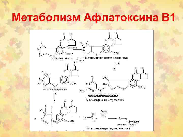 Метаболизм Афлатоксина В 1 