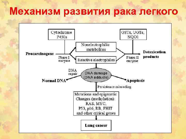 Механизм развития рака легкого 