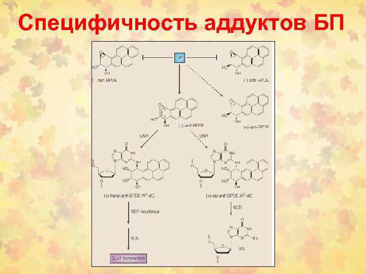 Специфичность аддуктов БП 