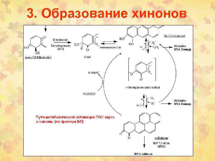 3. Образование хинонов 