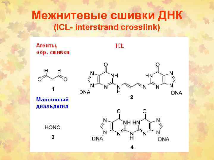 Межнитевые сшивки ДНК (ICL- interstrand crosslink) 