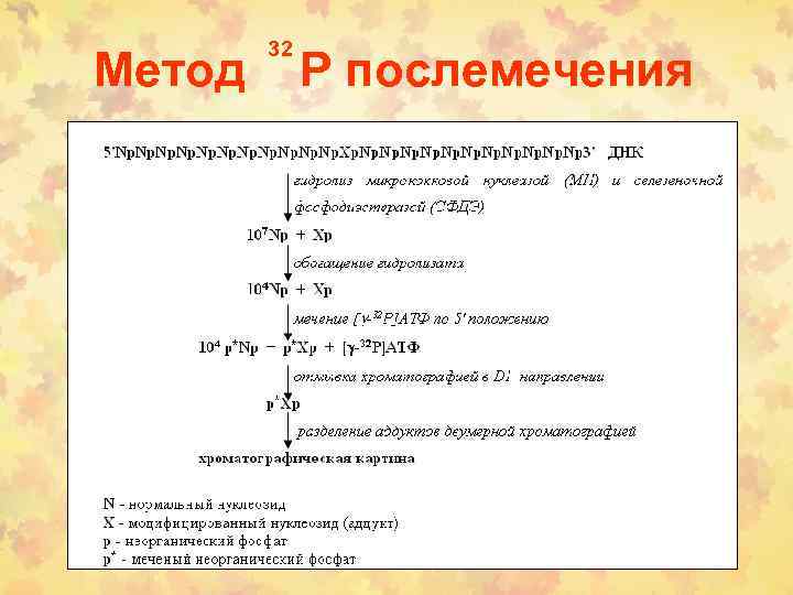 Метод 32 P послемечения 