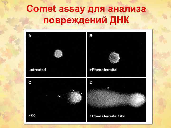 Comet assay для анализа повреждений ДНК 