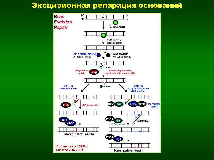Эксцизионная репарация оснований Christmann et al. (2003) Toxicology 193: 3– 34 