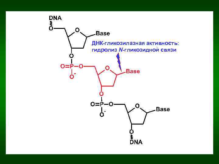 ДНК-гликозилазная активность: гидролиз N-гликозидной связи 
