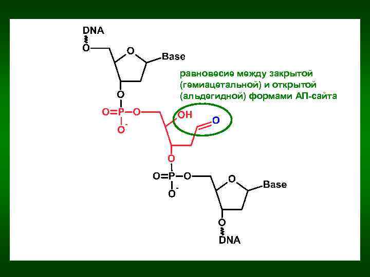 равновесие между закрытой (гемиацетальной) и открытой (альдегидной) формами АП-сайта 