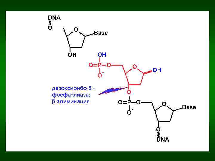 дезоксирибо-5’фосфатлиаза: b-элиминация 