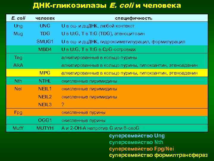 ДНК-гликозилазы E. coli и человека E. coli человек Ung UNG U в оц- и