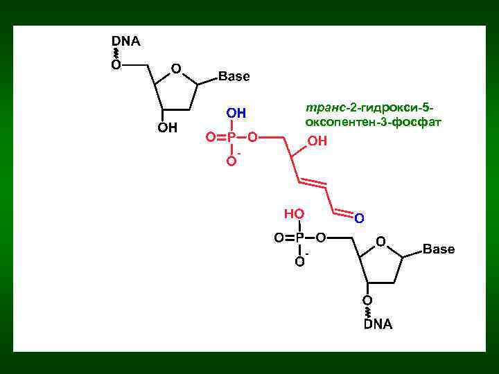 транс-2 -гидрокси-5 оксопентен-3 -фосфат 