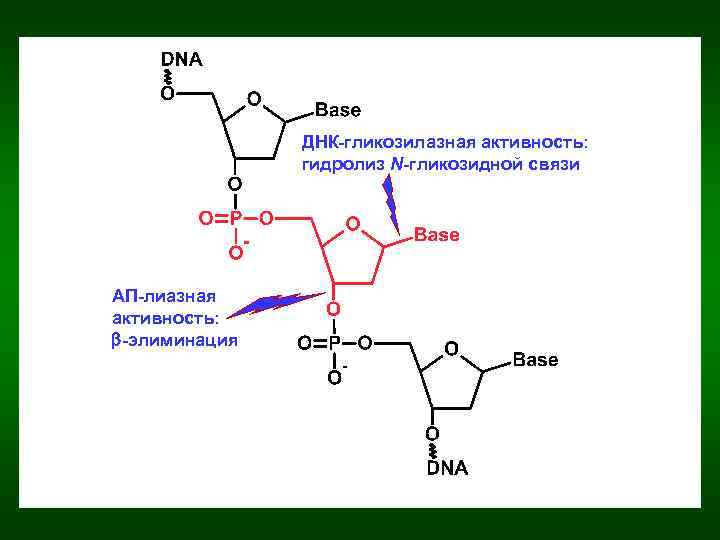 ДНК-гликозилазная активность: гидролиз N-гликозидной связи АП-лиазная активность: b-элиминация 