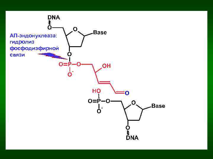 АП-эндонуклеаза: гидролиз фосфодиэфирной связи 