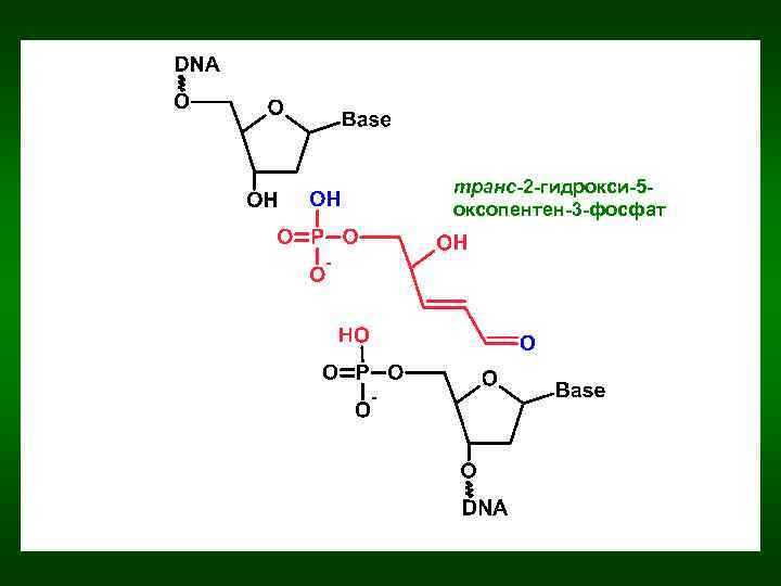 транс-2 -гидрокси-5 оксопентен-3 -фосфат 