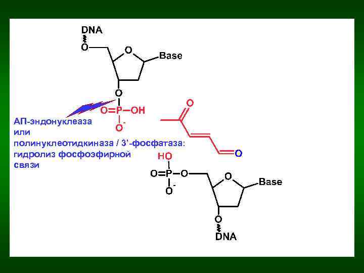 АП-эндонуклеаза или полинуклеотидкиназа / 3’-фосфатаза: гидролиз фосфоэфирной связи 