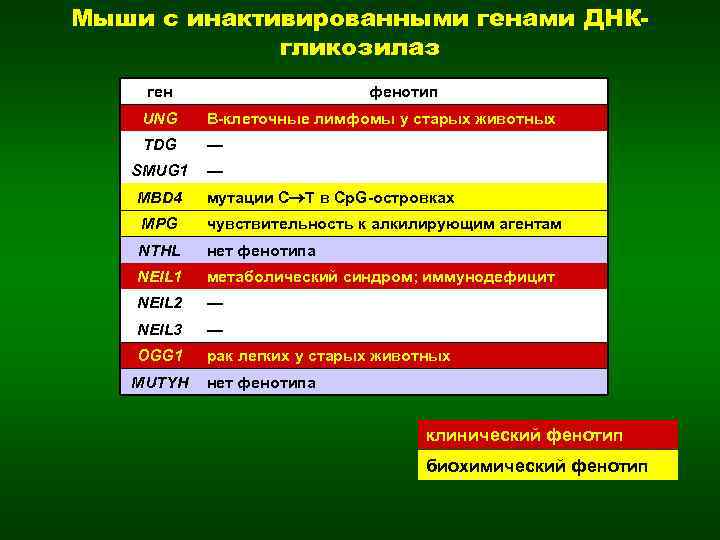 Мыши с инактивированными генами ДНКгликозилаз ген фенотип UNG B-клеточные лимфомы у старых животных TDG