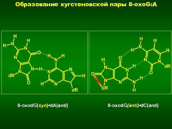 Образование хугстеновской пары 8 -oxo. G: A 8 -oxod. G(syn) • d. A(anti) 8