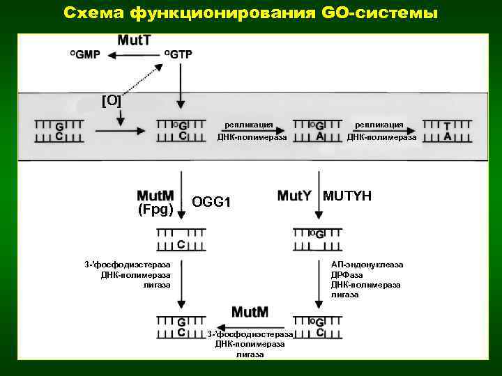 Схема функционирования GO-системы [O] репликация ДНК-полимераза (Fpg) OGG 1 3 -’фосфодиэстераза ДНК-полимераза лигаза репликация