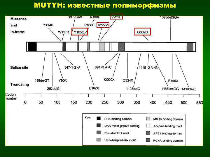 MUTYH: известные полиморфизмы 