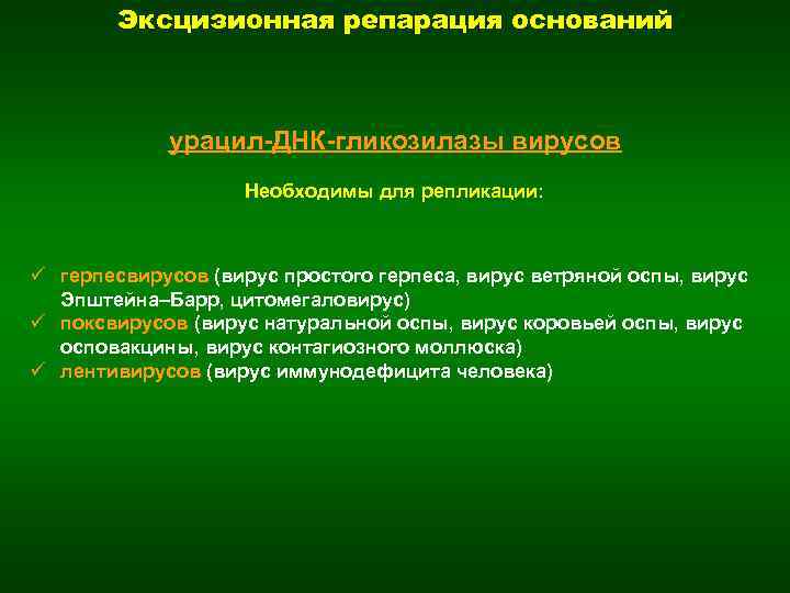 Эксцизионная репарация оснований урацил-ДНК-гликозилазы вирусов Необходимы для репликации: ü герпесвирусов (вирус простого герпеса, вирус