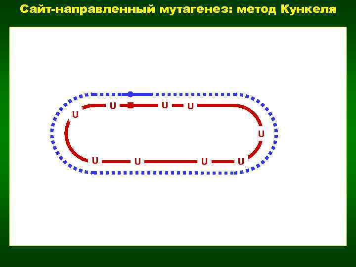 Сайт-направленный мутагенез: метод Кункеля U U U U U 