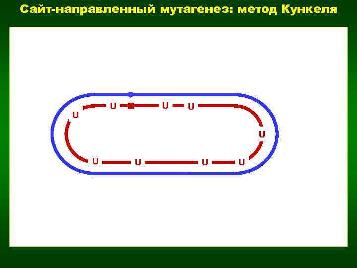 Сайт-направленный мутагенез: метод Кункеля U U U U U 