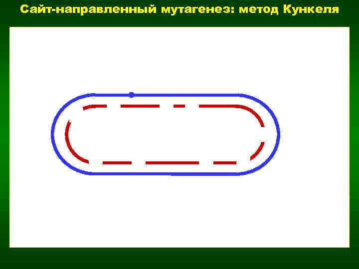 Сайт-направленный мутагенез: метод Кункеля U U U U U 