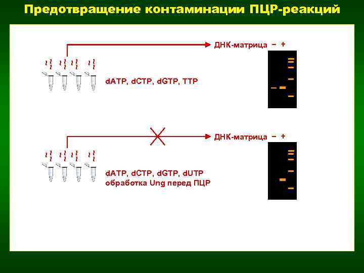 Предотвращение контаминации ПЦР-реакций ~ ~~ ДНК-матрица – + d. ATP, d. CTP, d. GTP,